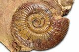 Jurassic Ammonite Fossil - Sengenthal, Germany #326708-1